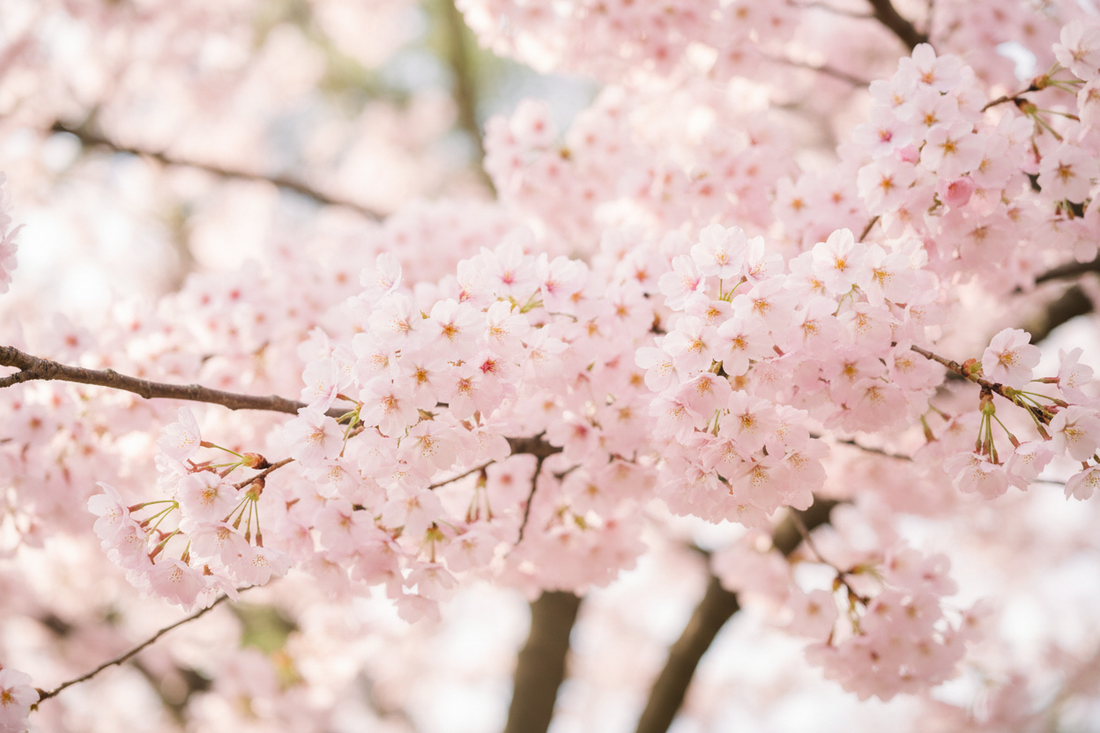 Delicate cherry blossom branches in full bloom, soft blush pink florals for spring weddings by Isseee