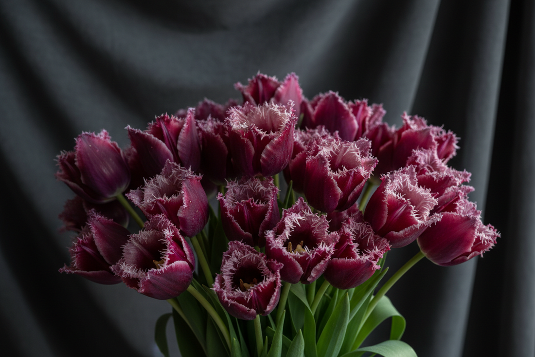 Tulips in Bloom: Varieties, Care Tips & How to Style Them