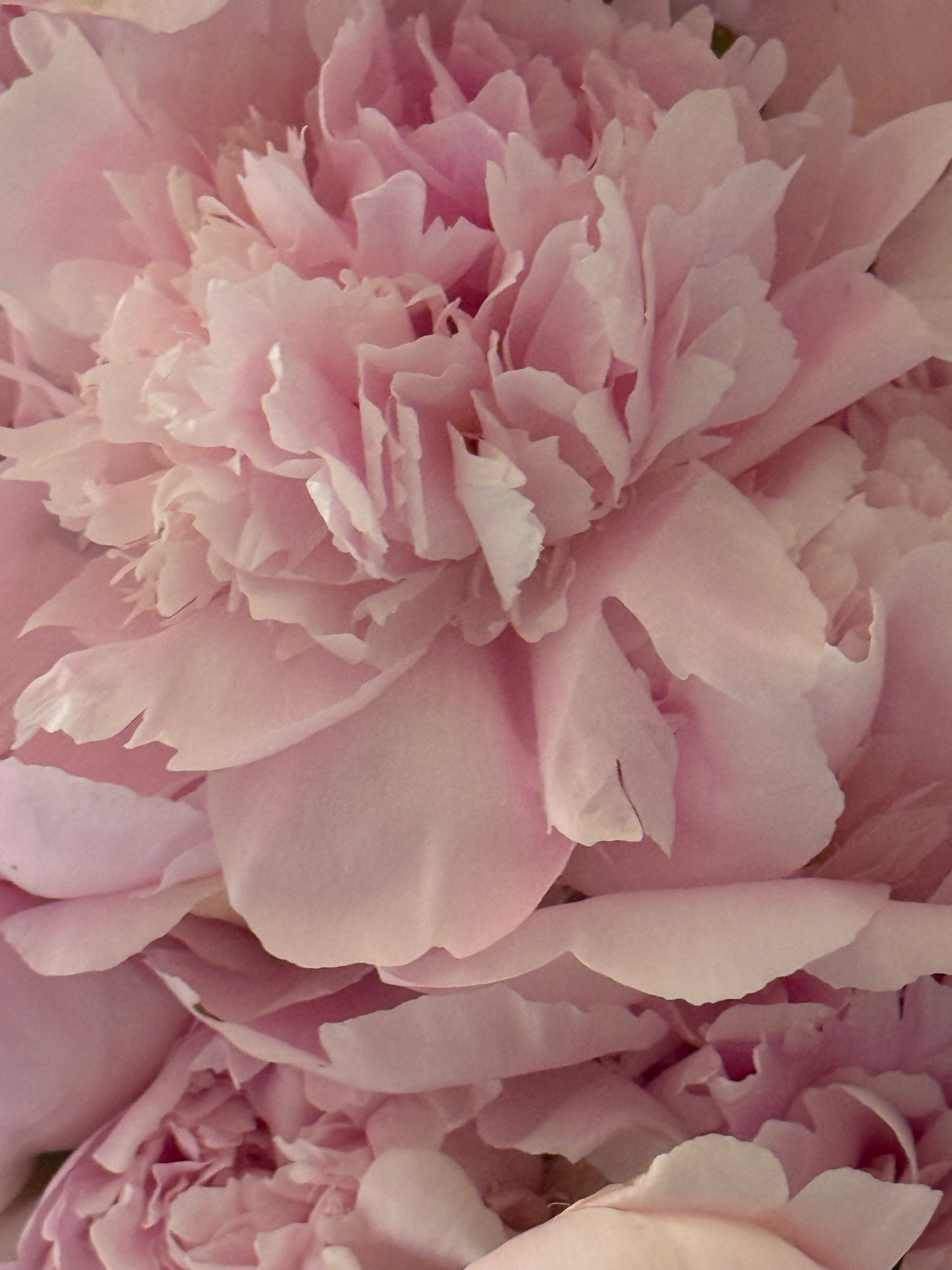 THE KILLARNEY - Luxury Peony Bouquet