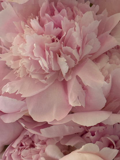 THE KILLARNEY - Luxury Peony Bouquet